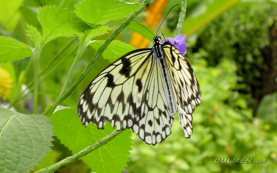 The Paper Kite (Idea leuconoe)